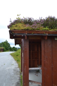 Wild flower roof